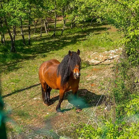 Legro Nyaraló Žužići